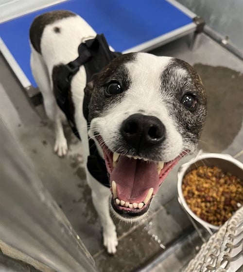 RILEY - Parson Russell Terrier available for adoption