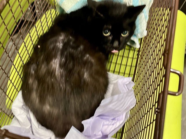 RYDER - Domestic Short Hair available for adoption