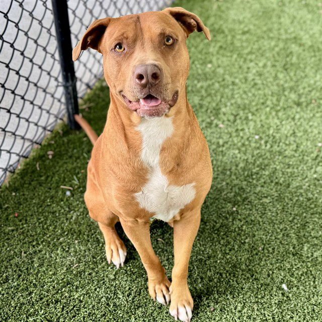 CASANOVA - American Pit Bull Terrier available for adoption