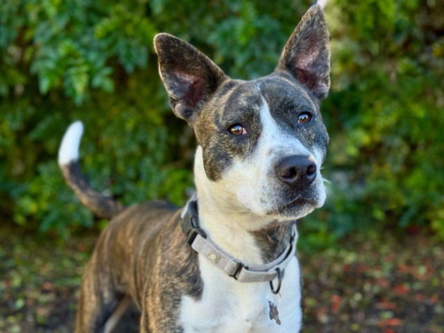 TIGER - American Pit Bull Terrier available for adoption