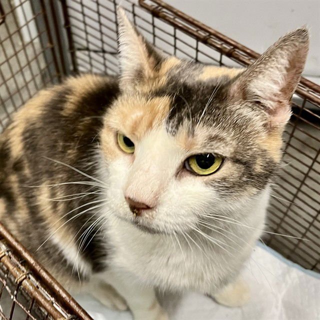 CALLIE - Domestic Short Hair available for adoption