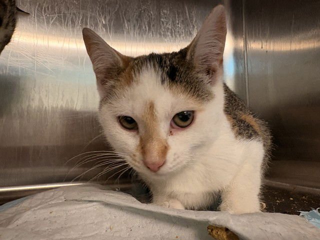 HERB - Domestic Short Hair available for adoption