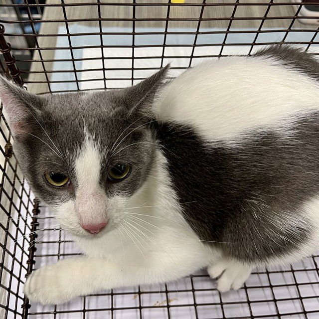 BRIMSLEY - Domestic Short Hair available for adoption