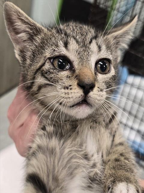 MAURA - Domestic Short Hair available for adoption