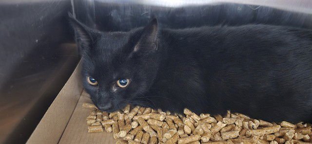 ANGUS - Domestic Short Hair available for adoption