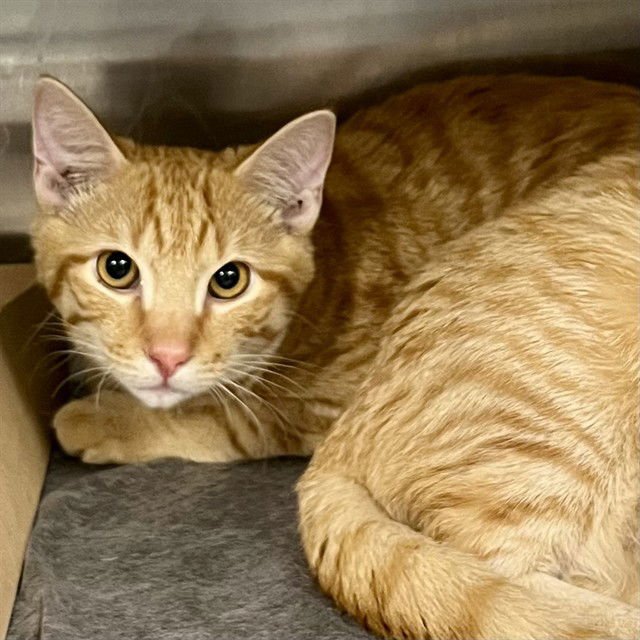 OLIVER - Domestic Short Hair available for adoption