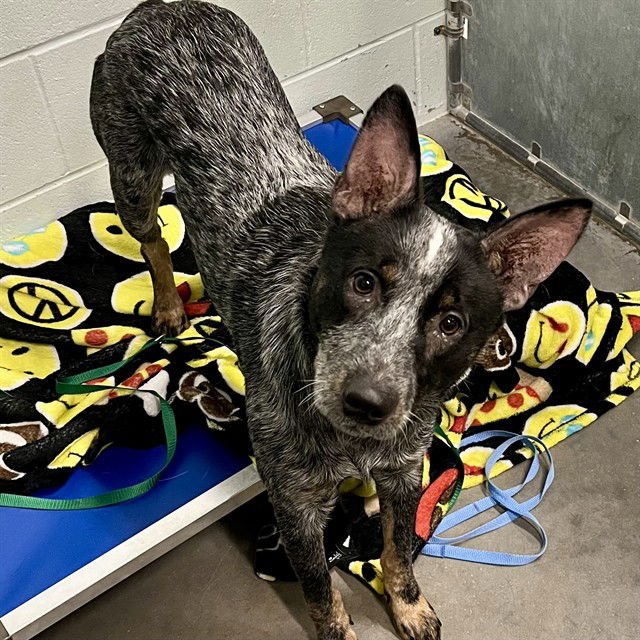 ROSCOE - Australian Cattle Dog/Blue Heeler available for adoption