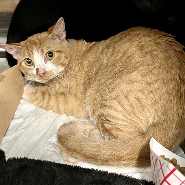 CHEDDAR - Domestic Short Hair available for adoption