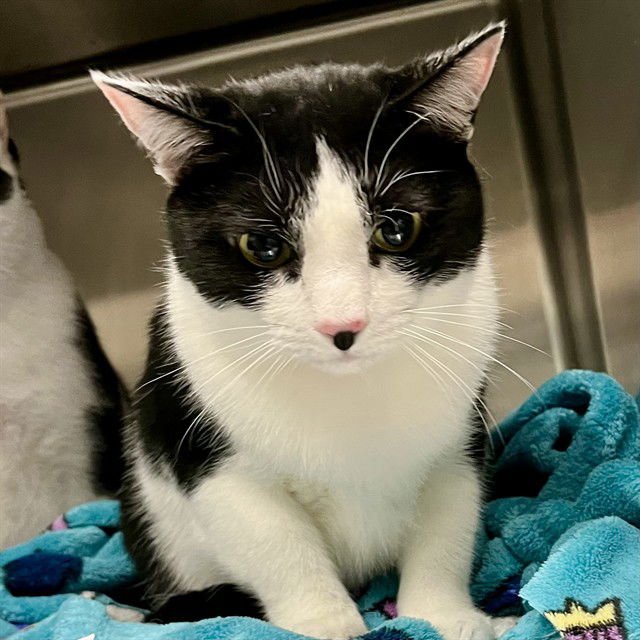 CLOIE - Domestic Short Hair available for adoption