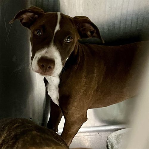 FENDER - Plott Hound available for adoption