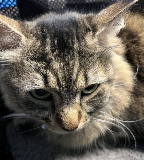 REMI - Domestic Medium Hair available for adoption