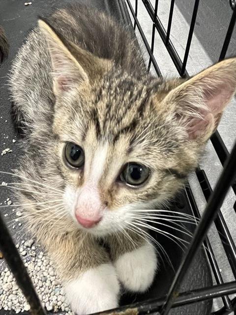 HARPER - Domestic Short Hair available for adoption