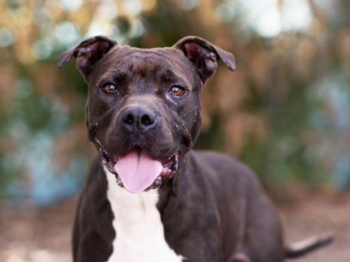 PRINCE - American Pit Bull Terrier available for adoption