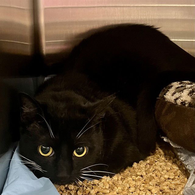 SOCKS - Domestic Short Hair available for adoption