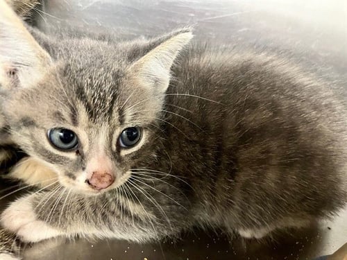 AVIATOR - Domestic Short Hair available for adoption