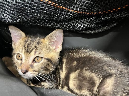 KITTEN 2