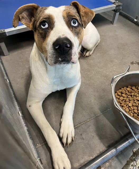 DIAMOND - Catahoula Leopard Dog available for adoption