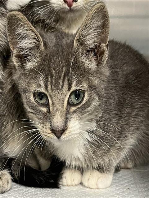 DEWEY - Domestic Short Hair available for adoption