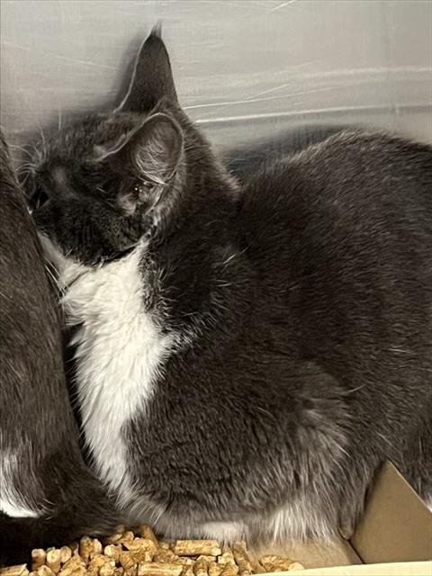 ALBA - Domestic Short Hair available for adoption