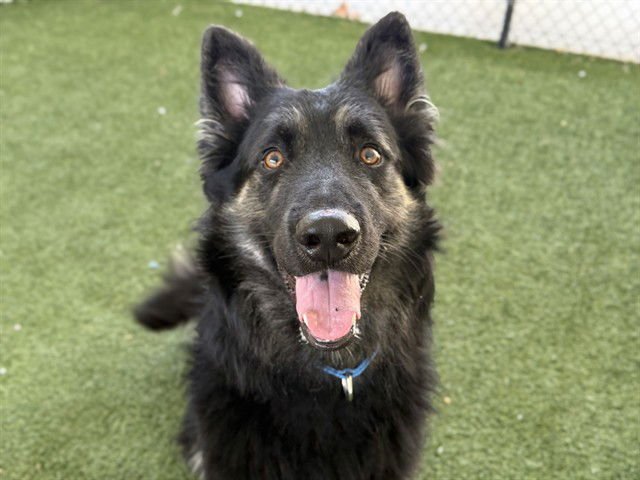 BEAR - German Shepherd Dog available for adoption