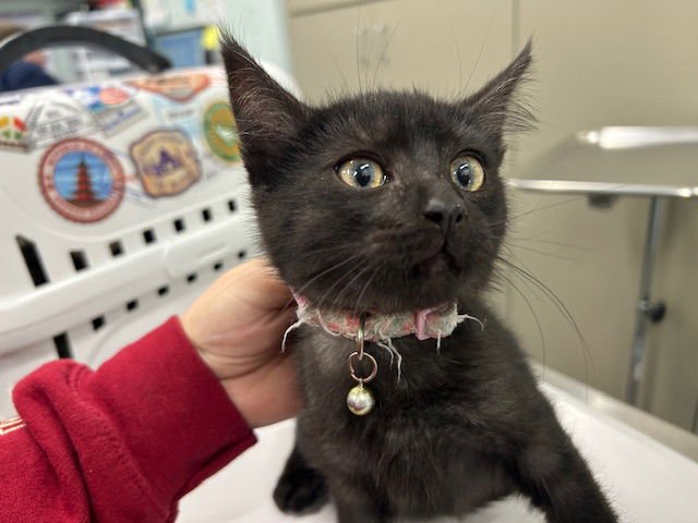 TRUFFLES - Domestic Short Hair available for adoption