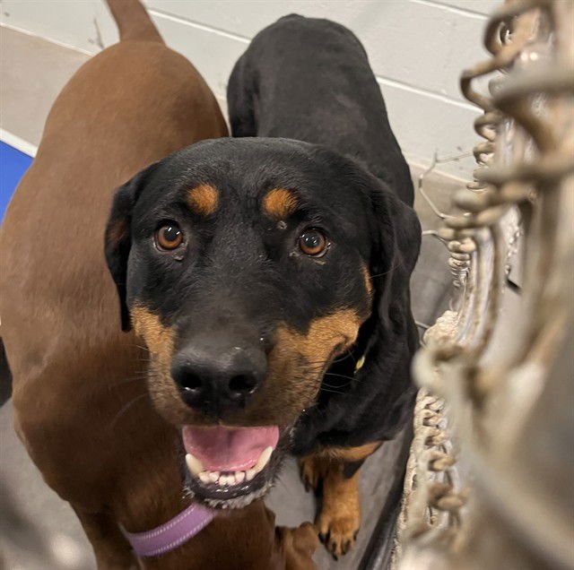 TEFITI - Rottweiler available for adoption
