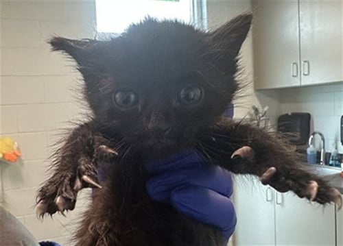 OPHELIA - Domestic Short Hair available for adoption