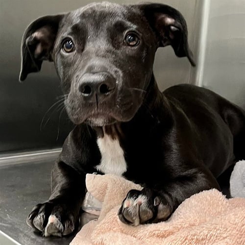 RADISH - Labrador Retriever / Dachshund available for adoption