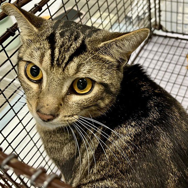 BENEDICT - Domestic Short Hair available for adoption