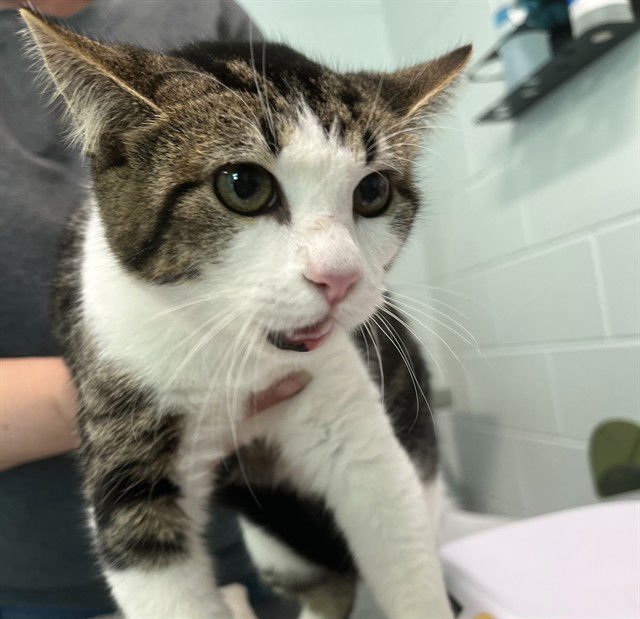 THEODORA - Domestic Short Hair available for adoption