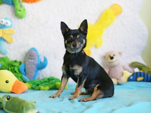 PUDDLES - Chihuahua available for adoption