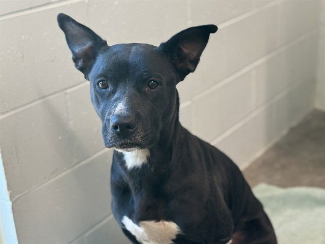 COLETTE - American Bulldog available for adoption