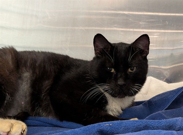 ATLAS - Domestic Short Hair available for adoption