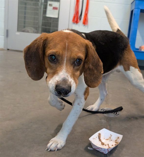 ANDY - Beagle available for adoption