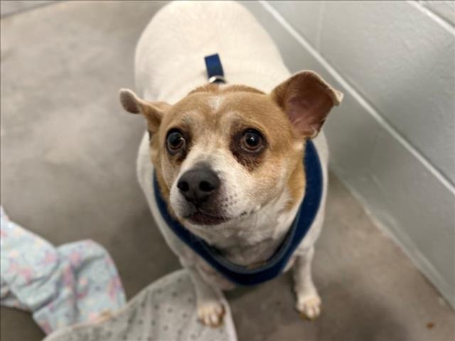 BILLY - Rat Terrier available for adoption