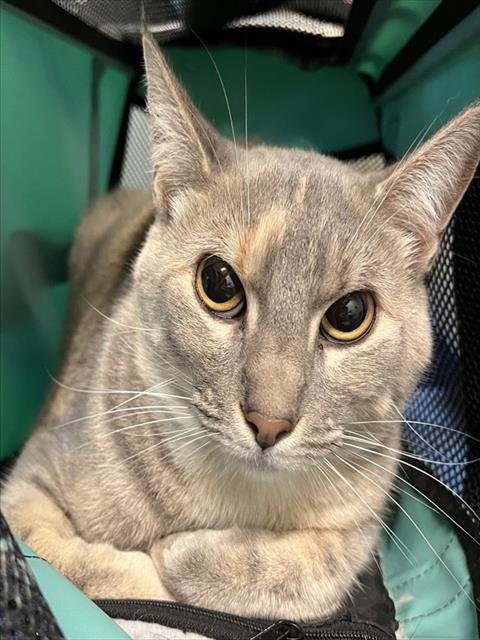 NEBULA - Domestic Short Hair available for adoption