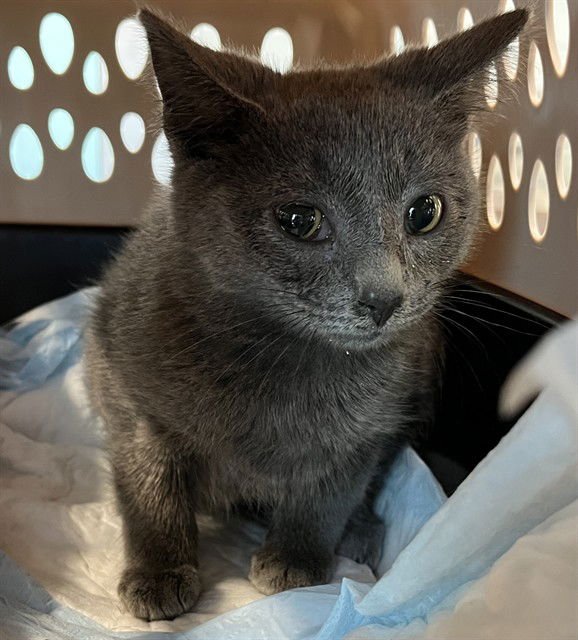 JUPITER - Domestic Short Hair available for adoption