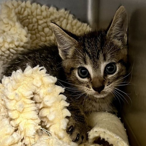 RICHMOND - Domestic Short Hair available for adoption