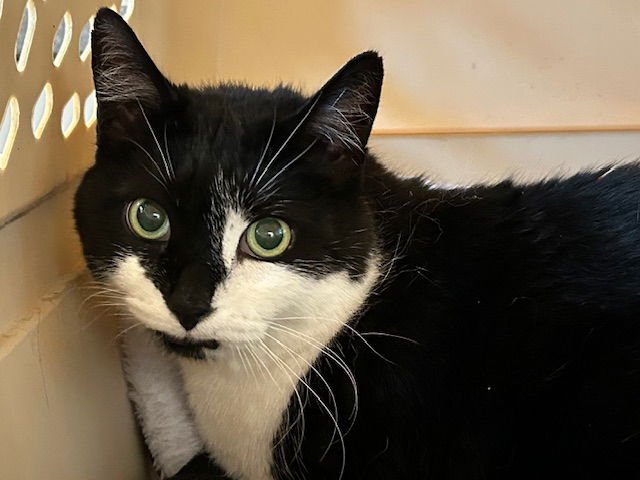 SNOWBALL - Domestic Short Hair available for adoption