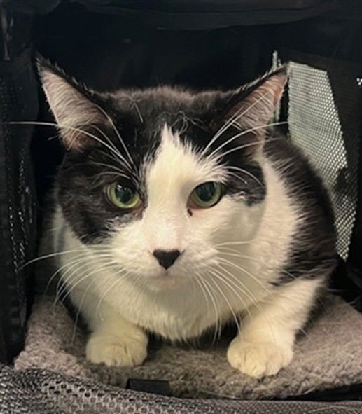 PRIMROSE - Domestic Short Hair available for adoption