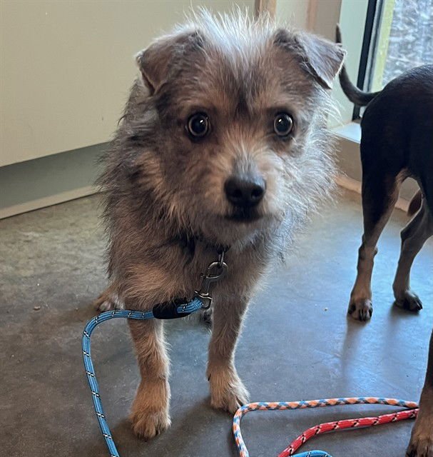 TEDDY - Dachshund available for adoption