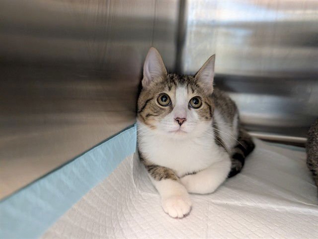 GRAY - Domestic Short Hair available for adoption