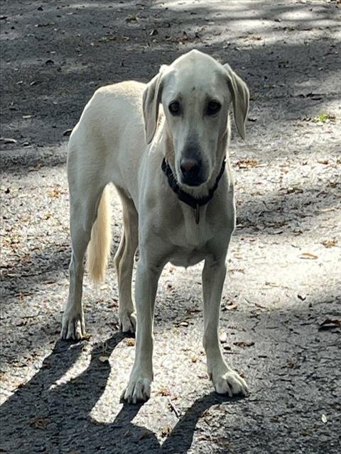 SHORTY - Labrador Retriever available for adoption