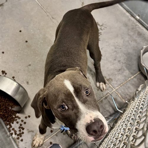 AUSTIN - American Pit Bull Terrier available for adoption