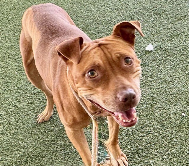 TOOTSIE - American Pit Bull Terrier available for adoption