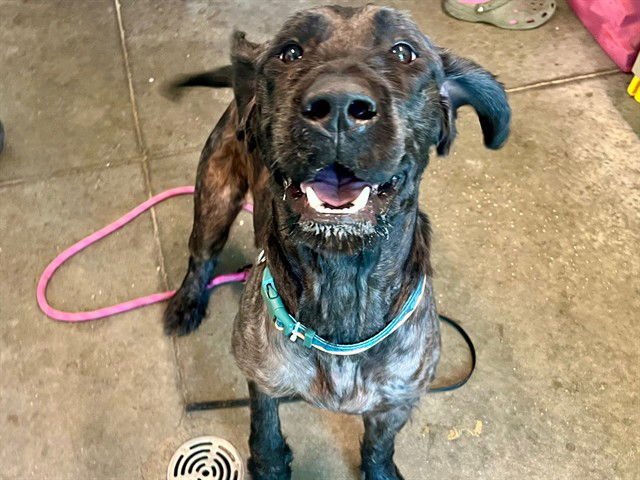 FISHER - Giant Schnauzer available for adoption