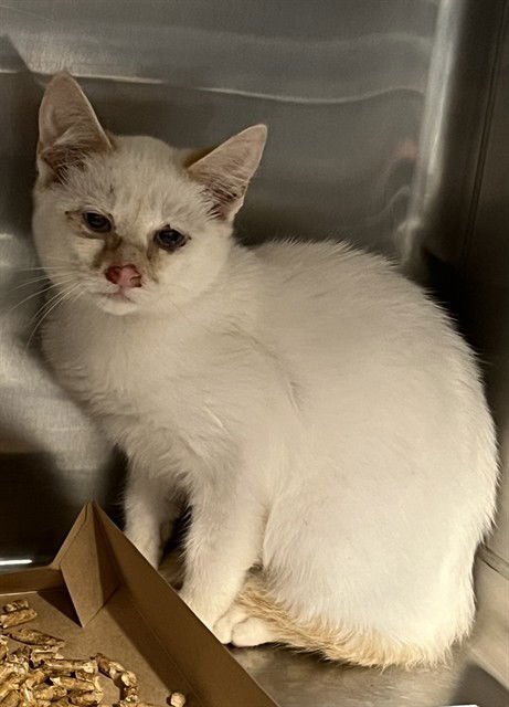 TINSEL - Domestic Short Hair available for adoption