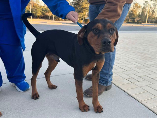 BUG - Rottweiler available for adoption