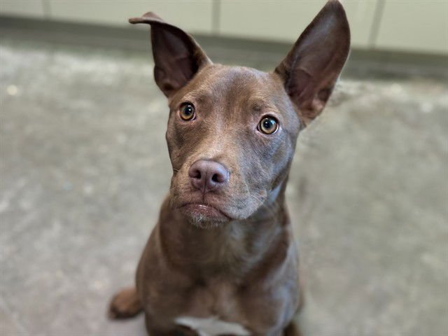 LUNA - Staffordshire Bull Terrier available for adoption