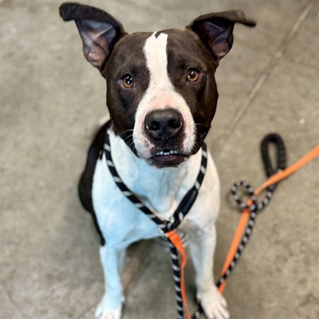 JIMMY NEUTRON - Labrador Retriever available for adoption